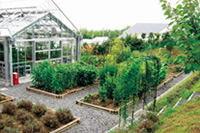 薬用植物園(オリーブ園)
